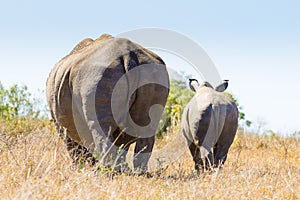 White rhinoceros with puppy, South Africa